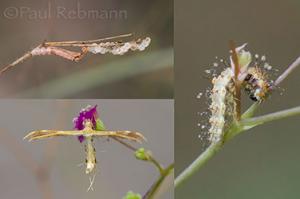 Life Cycle of the Spiderling Plume Moth