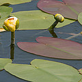 Spatterdock Heart