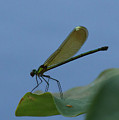 Sparkling Jewelwing #2