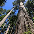 Towering Redwoods