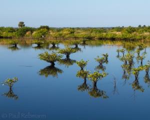 Mangroves