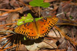 Gulf Fritillary Butterfly