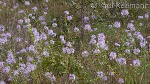 Clasping Warea