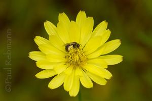 Wildflowers and Pollinators