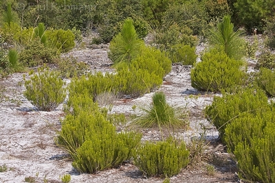 Summer Plants in Clark Bay