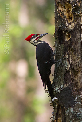 Woodpeckers in Florida